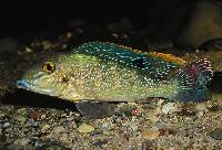 Retroculus lapidifer