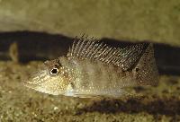 Satanoperca leucosticta
