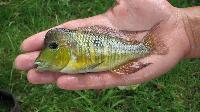 Gymnogeophagus australis