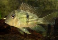 Guianacara dacrya