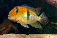 Guianacara owroewefi