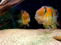 Guianacara owroewefi