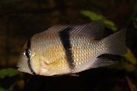 Guianacara sp. 'Jatapu'