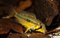Apistogramma allpahuayo