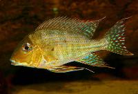 Geophagus altifrons, Nhamunda