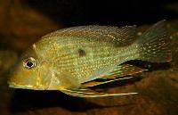 Geophagus altifrons, Rio Tapajos