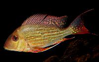 Geophagus altifrons, Rio Tocantins