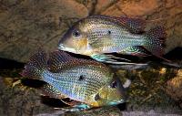 Geophagus neambi, Rio Tocantins