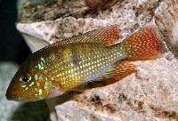 Geophagus sp. aff. brasiliensis bahia blue  
