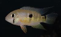 Geophagus brasiliensis
