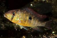 Gymnogeophagus labiatus