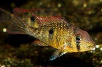 Gymnogeophagus labiatus