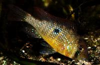 Gymnogeophagus labiatus