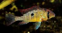 Gymnogeophagus labiatus