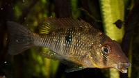 Gymnogeophagus labiatus