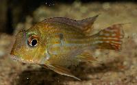 Geophagus sp. 'Turiacu'