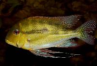 Geophagus dicrozoster