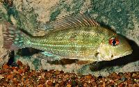 Geophagus dicrozoster, Venezuela
