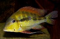 Geophagus dicrozoster