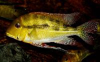 Geophagus dicrozoster