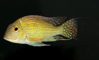 Geophagus sp. 'Turiacu'