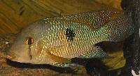 Geophagus iporangensis