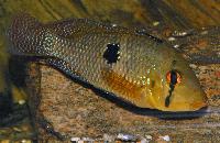 Geophagus iporangensis