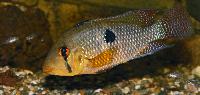 Geophagus iporangensis