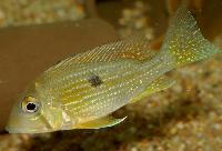 Geophagus taeniopareius