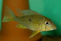 Geophagus taeniopareius