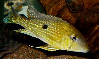 Geophagus taeniopareius