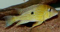 Geophagus taeniopareius