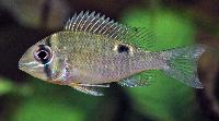 Biotodoma cupido