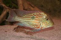 Geophagus sveni