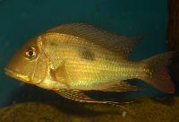 Geophagus sp. 'Rio Branco'