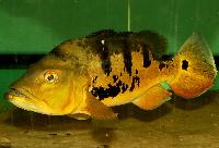 Cichla temensis