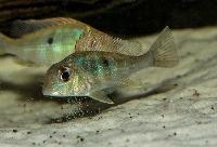 Geophagus sp. 'Gurupi'