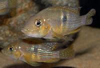 Gymnogeophagus terrapurpura