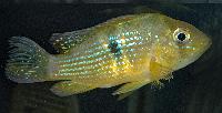 Gymnogeophagus terrapurpura