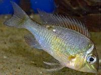 Biotodoma cupido, Peru