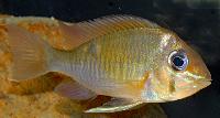 Biotodoma cupido
