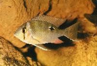 Biotodoma cupido