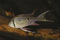 Biotodoma wavrini