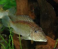 Satanoperca leucosticta
