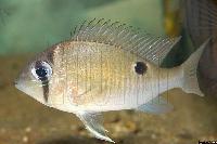 Biotodoma cupido