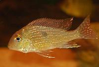 Geophagus sp. "pindaré"