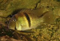 Guianacara sphenezona