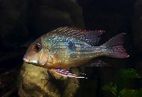 Geophagus proximus