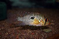 Geophagus sp. aff. brasiliensis, Rio Sao Francisco