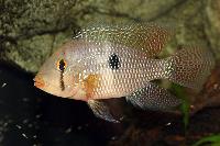 Geophagus brasiliensis